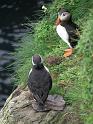 20100727  c Puffins